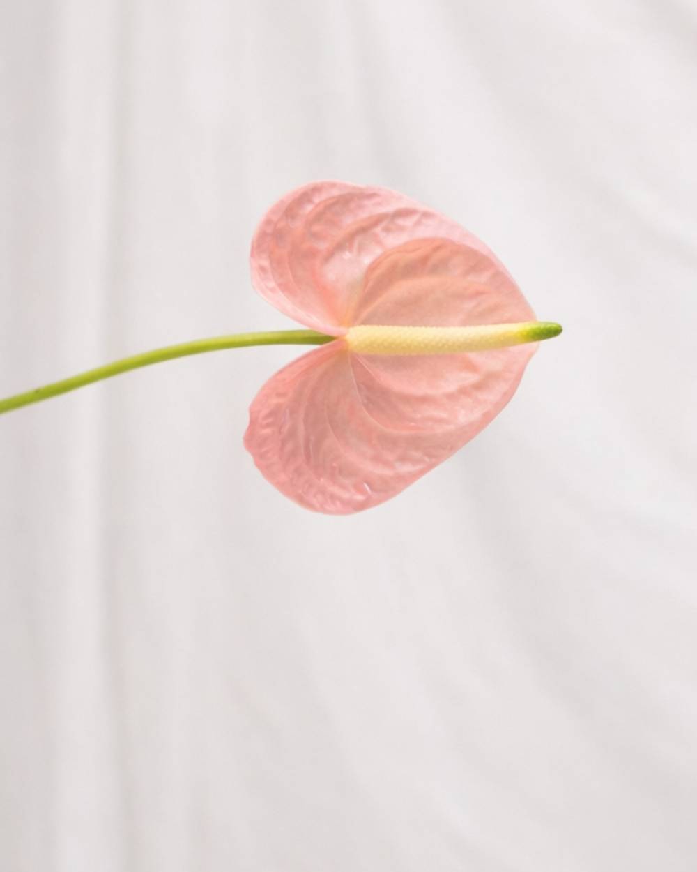 Blush Reverie